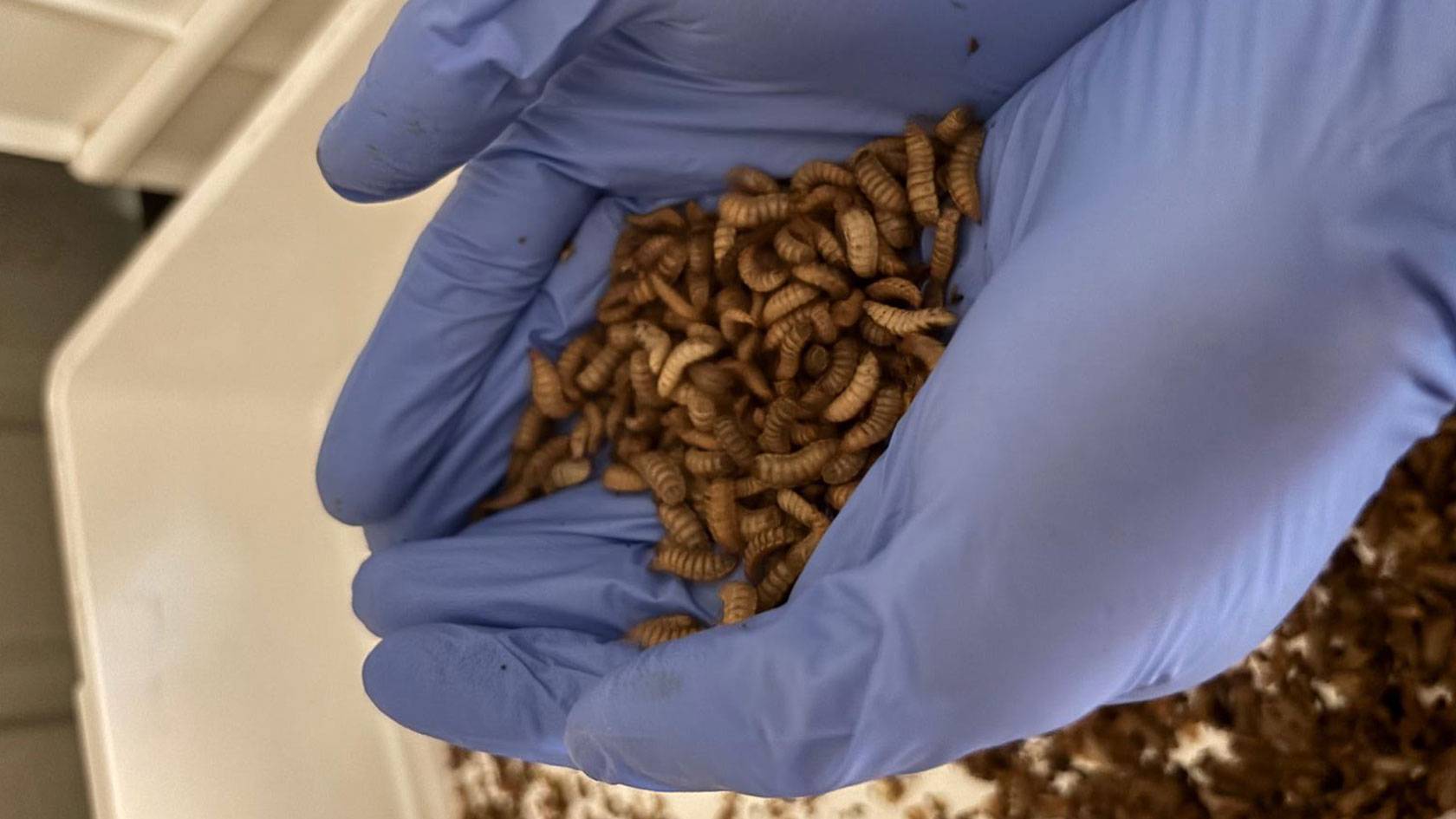 Businesses We Love: How Green Knott is using insects to tackle Australia’s $36 billion food waste problem